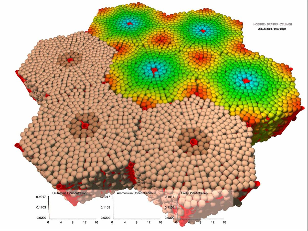 IMG/2012-01-13-Multiscale-liver-modeling.jpg