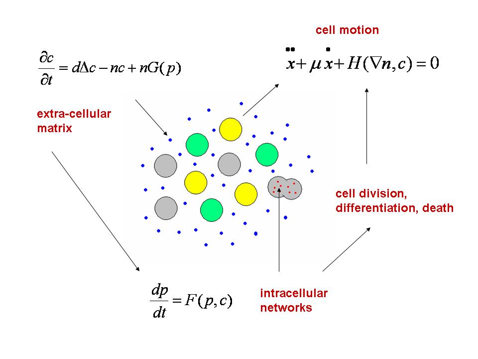 IMG/CellDynamics.jpg