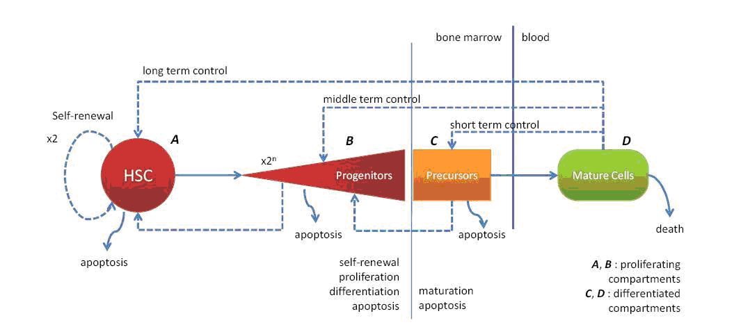 IMG/Erythropoiesis.jpg