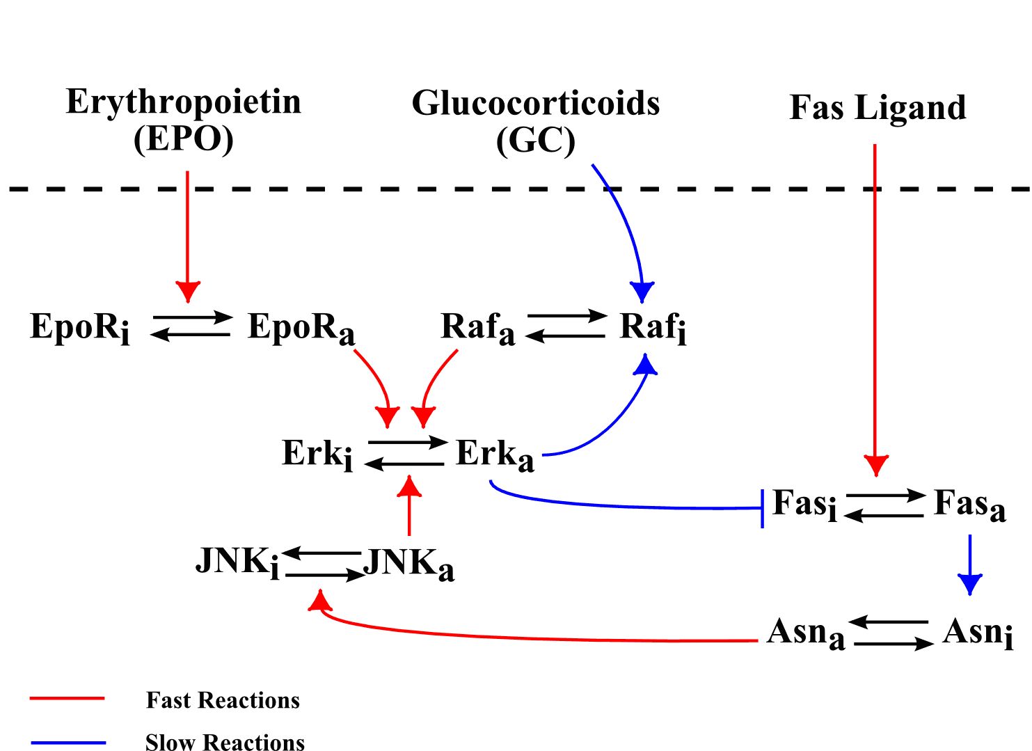 IMG/Intracellular.jpg