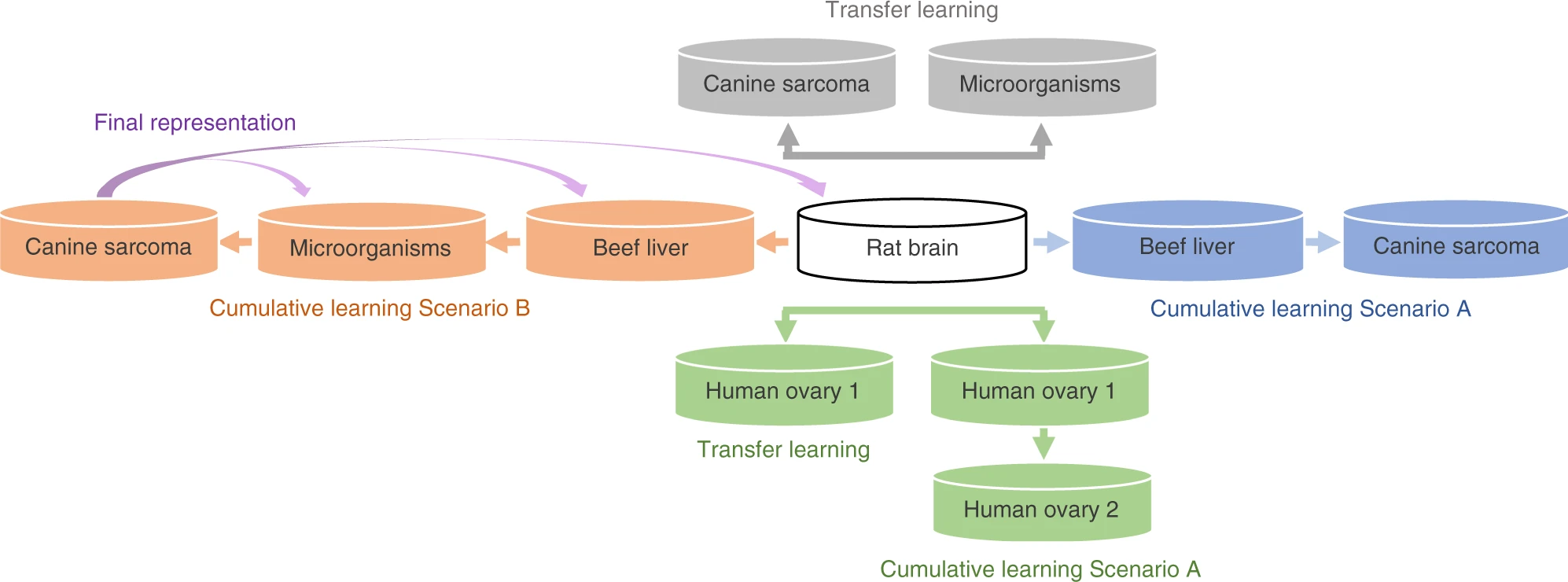 By cumulative learning Scenario A (in blue for canine sarcoma and in green for human ovary 2). By cumulative learning Scenario B (in orange for canine sarcoma). Final representation of Scenario B is tested on the datasets used during the training (in purple arrows).