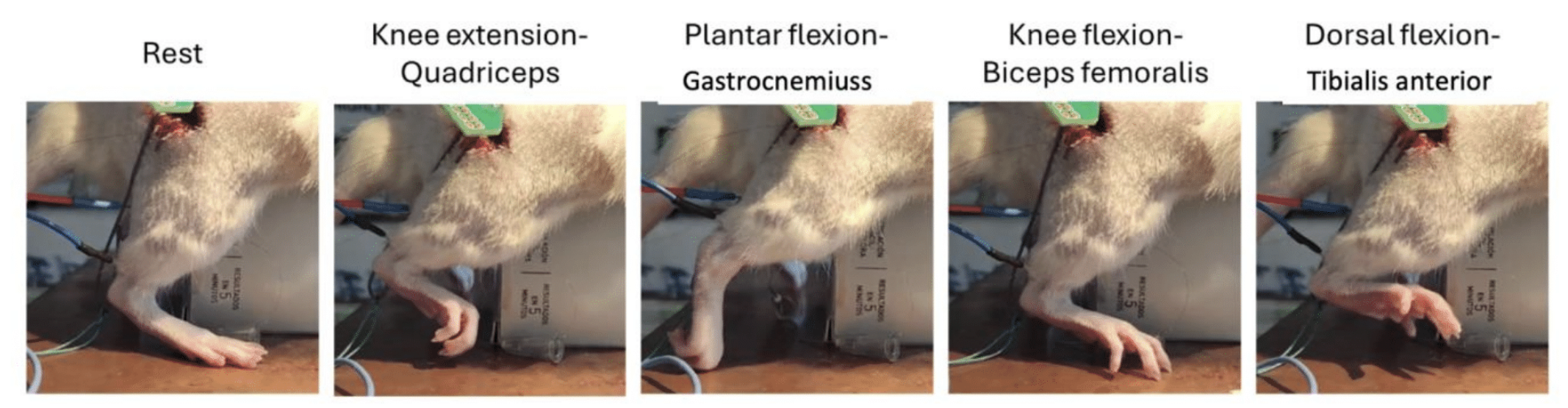 Figure 18